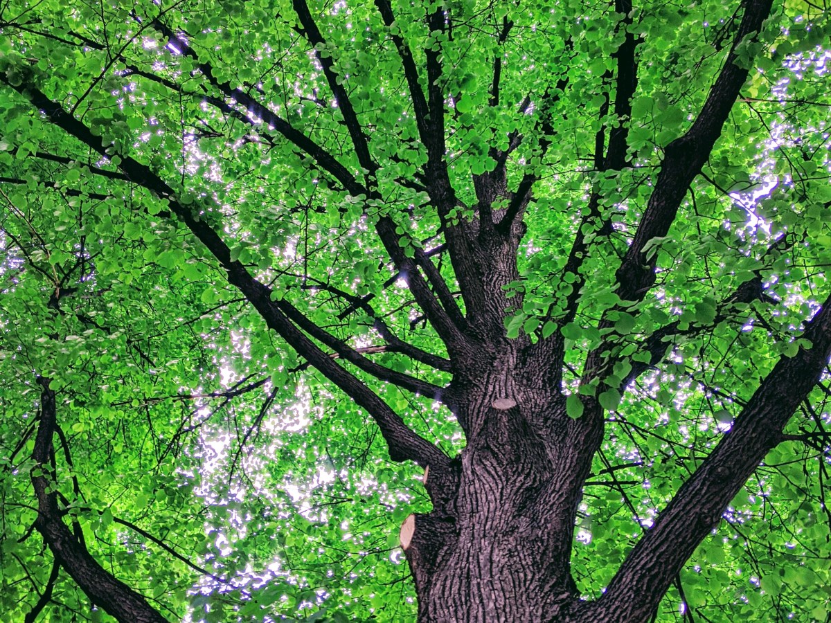 Le voile réponses aux sceptiques&nbsp;[PODCAST]